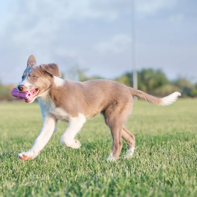 Kong Teething Stick игрушка для щенков, резиновая палка, размер М - Изображение товара 2