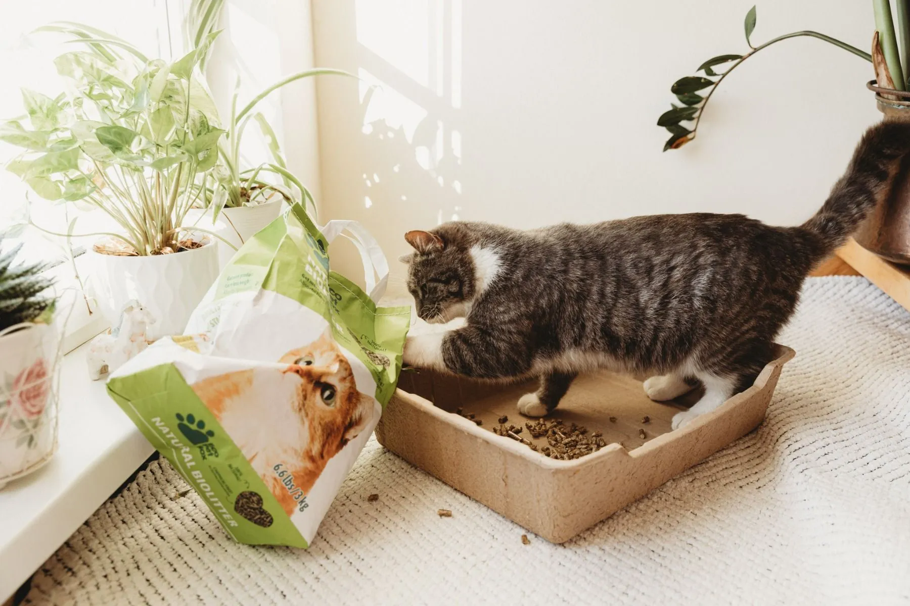 Eco Pet Box пеллеты для кошачьего туалета, 3 кг - Изображение товара 2